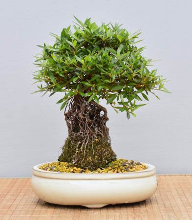 Bonsai Outdoor, Satsuki Azalee (Rhododendron indicum) Wurzelstamm