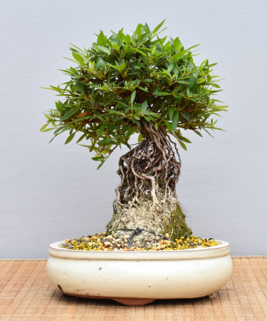 Bonsai Outdoor, Satsuki Azalee (Rhododendron indicum) Wurzelstamm