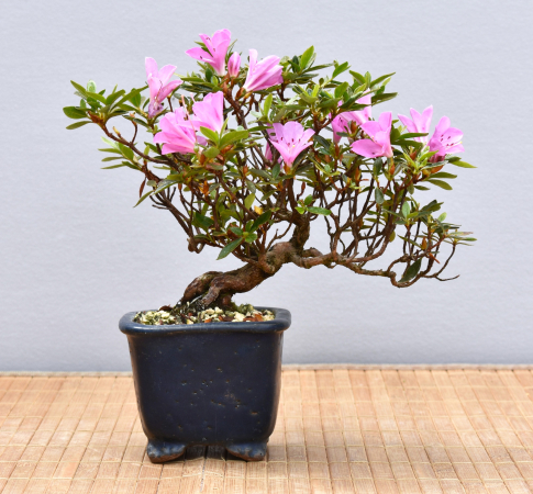 Bonsai Outdoor, Satsuki Azalee 'Suzu Kaze' (Rhododendron indicum) Shohin