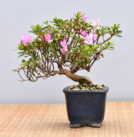 Bonsai Outdoor, Satsuki Azalee 'Suzu Kaze' (Rhododendron indicum) Shohin