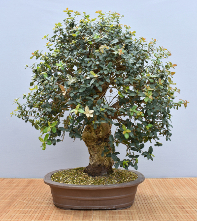 Bonsai Mediterran, Korkeiche (Quercus suber)
