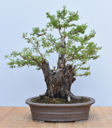Bonsai Indoor, Arabische Akazie (Vachellia nilotica, Acacia arabica)