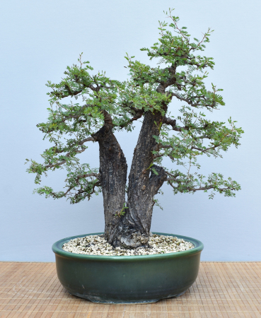 Bonsai Indoor, Arabische Akazie (Vachellia nilotica, Acacia arabica)