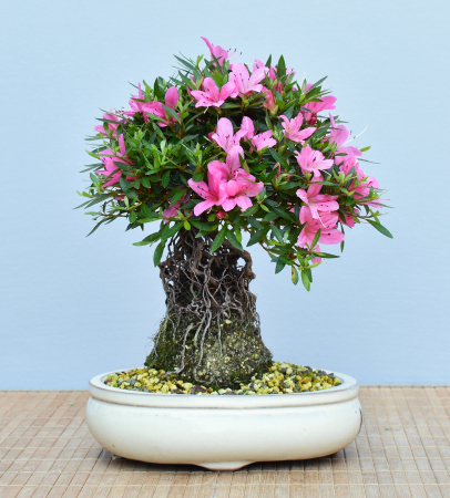 Bonsai Outdoor, Satsuki Azalee (Rhododendron indicum) Wurzelstamm