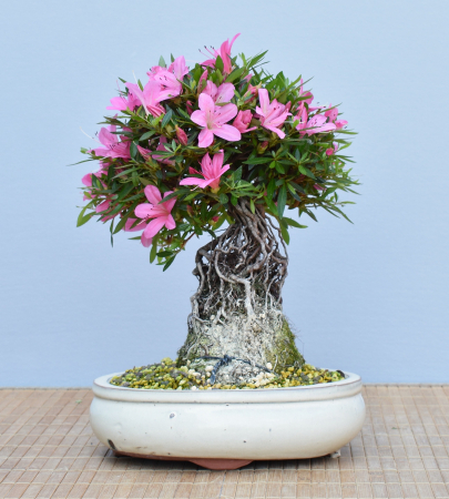 Bonsai Outdoor, Satsuki Azalee (Rhododendron indicum) Wurzelstamm