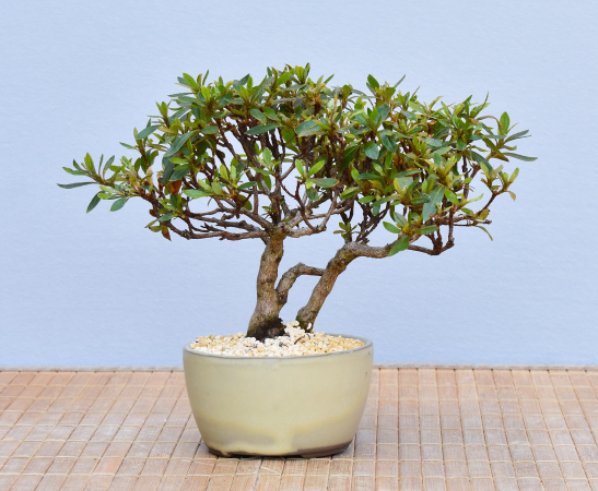 Bonsai Outdoor, Satsuki Azalee 'Hi no Maru' (Rhododendron indicum) Shohin