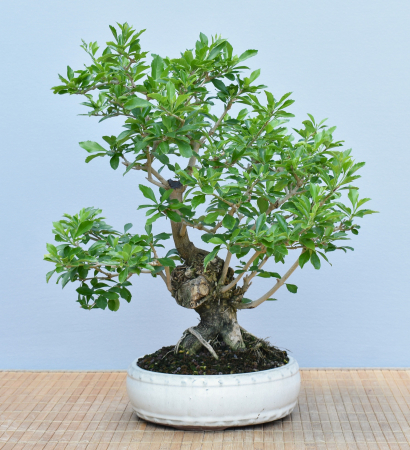 Bonsai Indoor, Taubenbeere (Duranta repens)