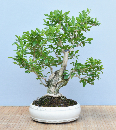 Bonsai Indoor, Taubenbeere (Duranta repens)