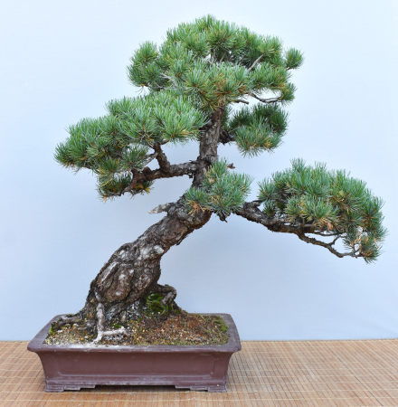 Bonsai Outdoor, Mädchenkiefer (Pinus pentaphylla)