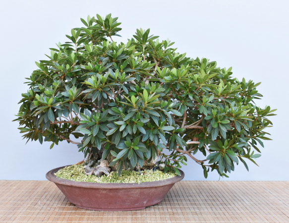 Bonsai Indoor, Indische Azalee oder Zimmerazalee (Rhododendron simsii)