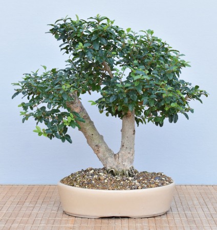 Bonsai Indoor, Liguster (Ligustrum ovalifolium)