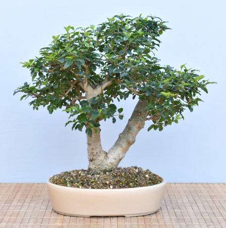 Bonsai Indoor, Liguster (Ligustrum ovalifolium)