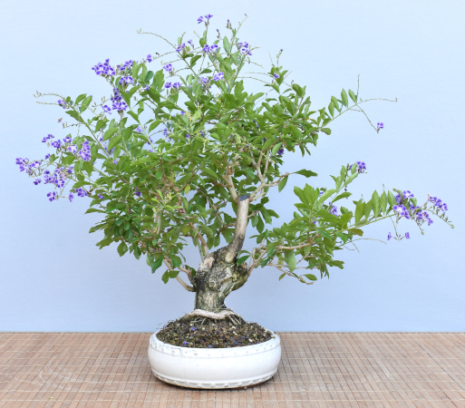 Bonsai Indoor, Taubenbeere (Duranta repens)