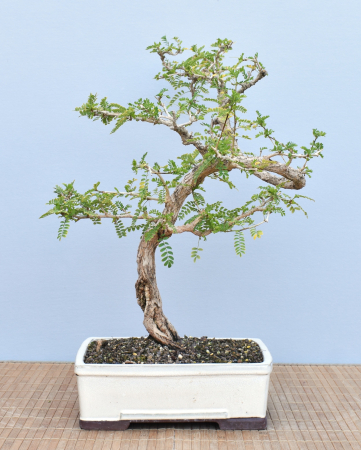 Bonsai Indoor, Turibaum (Sesbania grandiflora)