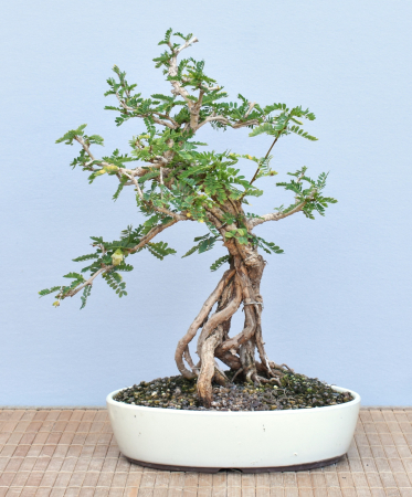 Bonsai Indoor, Turibaum (Sesbania grandiflora)
