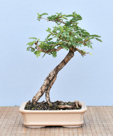 Bonsai Indoor, Turibaum (Sesbania grandiflora)