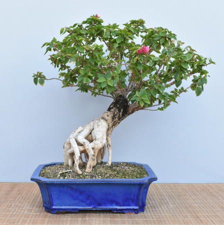 Bonsai Mediterran, Drillingsblume (Bougainvillea sp.)
