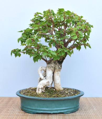 Bonsai Mediterran, Drillingsblume (Bougainvillea sp.)