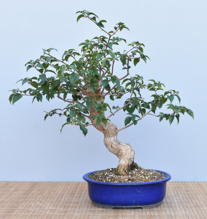 Bonsai Mediterran, Drillingsblume (Bougainvillea glabra)
