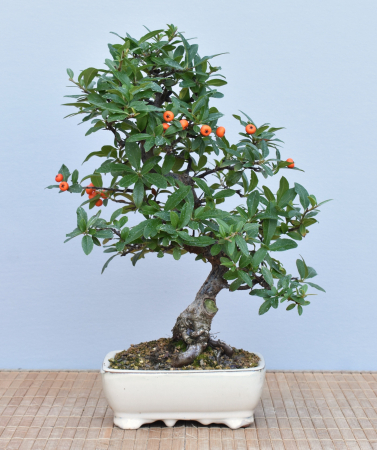 Bonsai Outdoor, Feuerdorn (Pyracantha angustifolia)