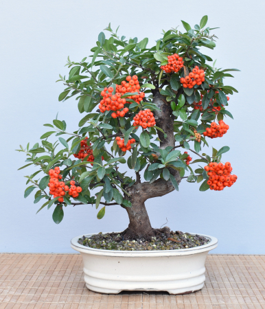 Bonsai Outdoor, Feuerdorn (Pyracantha)