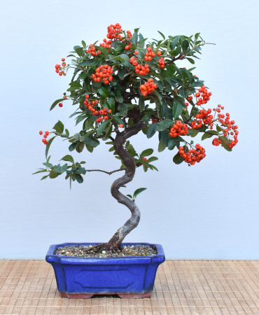 Bonsai Outdoor, Feuerdorn (Pyracantha)