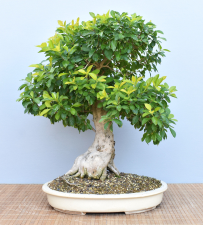 Bonsai Indoor, Taubenbeere (Duranta erecta)