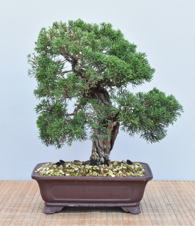 Bonsai Outdoor, Chinesischer Wacholder (Juniperus chinensis 'Itoigawa')