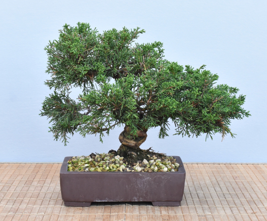 Bonsai Outdoor, Chinesischer Wacholder (Juniperus chinensis)