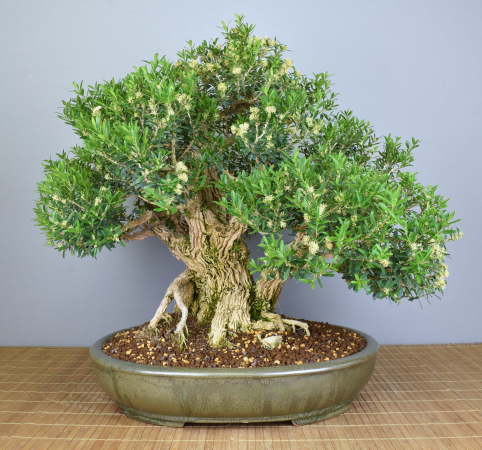 Bonsai Indoor, Chinesischer Buchsbaum (Buxus harlandii)