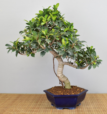 Bonsai Indoor, Feige (Ficus microcarpa)