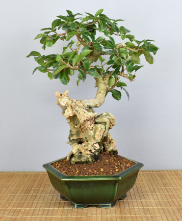Bonsai Indoor, Acerola- oder Barbados-Kirsche über Fels (Malphigia emarginata)