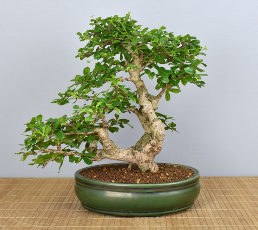 Bonsai Indoor, Fukientee (Carmona microphylla)