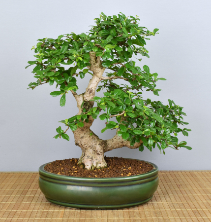 Bonsai Indoor, Fukientee (Carmona microphylla)