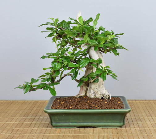 Bonsai Indoor, Fukientee (Carmona microphylla)