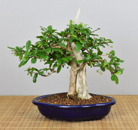 Bonsai Indoor, Fukientee (Carmona microphylla)