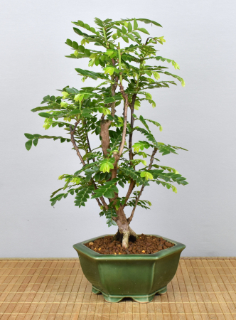 Bonsai Indoor, Tamarinde (Tamarindus indica)
