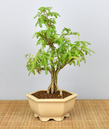 Bonsai Indoor, Arabische Akazie (Vachellia nilotica, Acacia arabica)