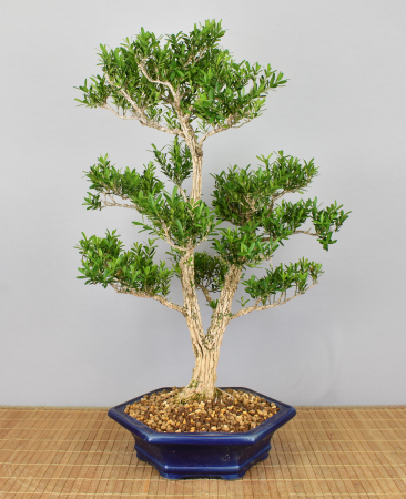 Bonsai Indoor, Chinesischer Buchsbaum (Buxus harlandii)