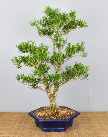 Bonsai Indoor, Chinesischer Buchsbaum (Buxus harlandii)