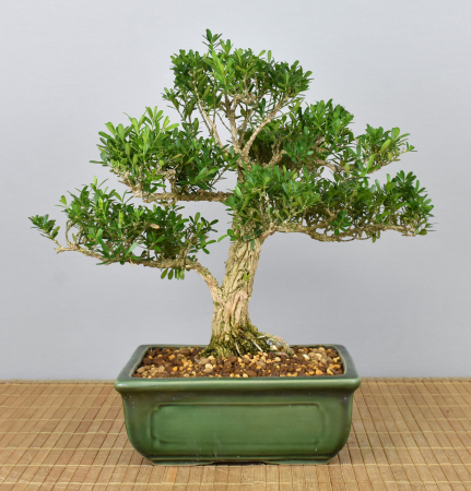 Bonsai Indoor, Chinesischer Buchsbaum (Buxus harlandii)