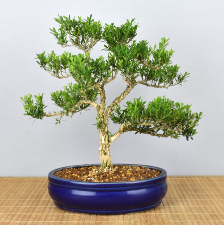 Bonsai Indoor, Chinesischer Buchsbaum (Buxus harlandii)