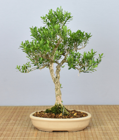 Bonsai Indoor, Chinesischer Buchsbaum (Buxus harlandii)