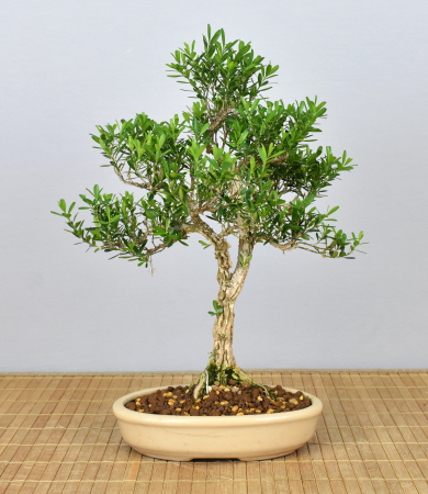 Bonsai Indoor, Chinesischer Buchsbaum (Buxus harlandii)