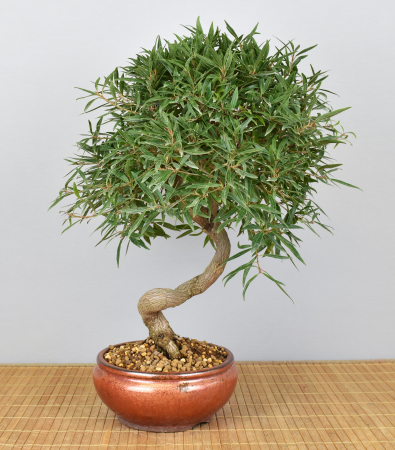 Bonsai Indoor, Oleanderblättriger Feigenbaum (Ficus nerifolia)