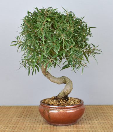 Bonsai Indoor, Oleanderblättriger Feigenbaum (Ficus nerifolia)