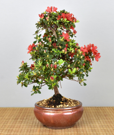 Bonsai Outdoor, Japanische Azalee (Rhododendron indicum)