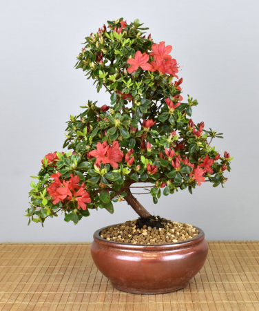 Bonsai Outdoor, Japanische Azalee (Rhododendron indicum)