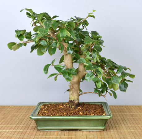 Bonsai Indoor, Acerola- oder Barbados-Kirsche (Malphigia emarginata)