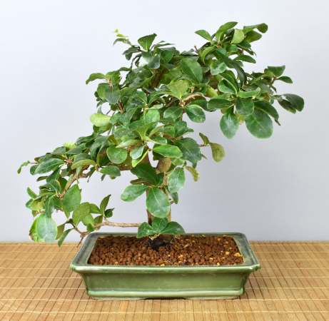 Bonsai Indoor, Acerola- oder Barbados-Kirsche (Malphigia emarginata)